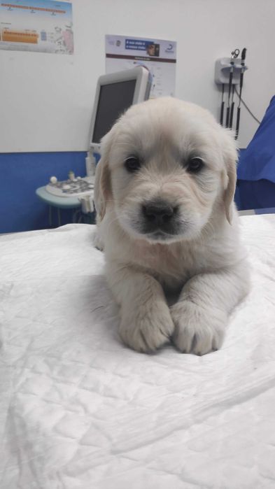 Golden Retriever com LOP e Afixo
