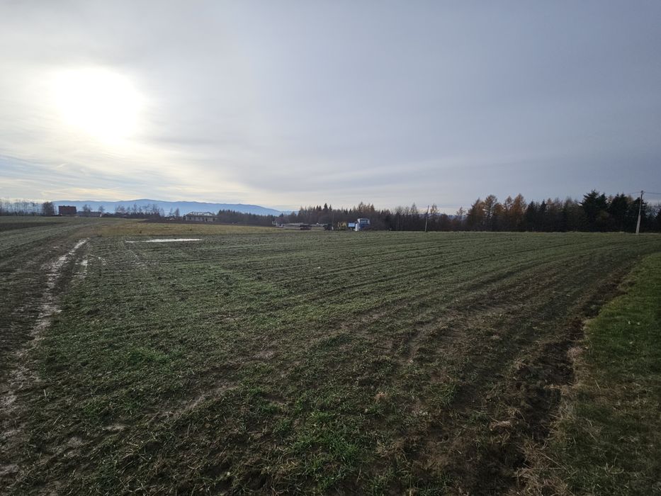 Sprzedam działkę budowlaną 12,5 ara .