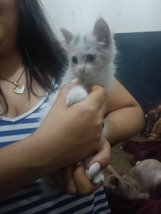 dois gatos olho de cada cor