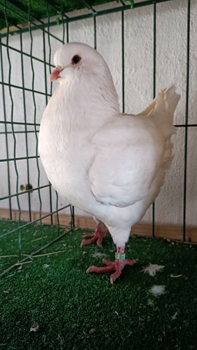 King.  Kingi.  95 pkt