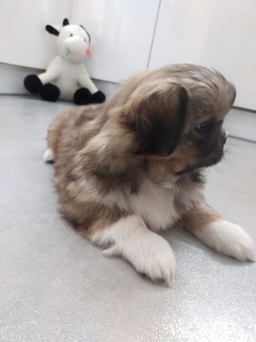 Pekińczyk szczeniak