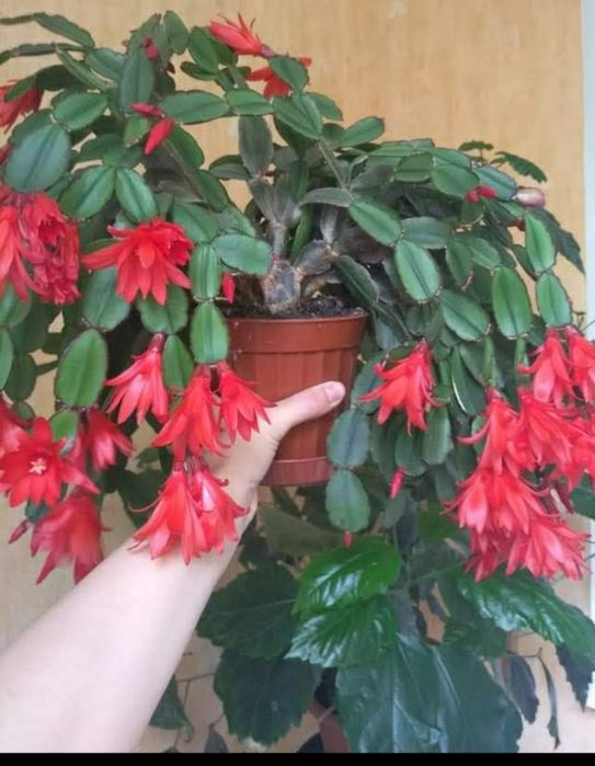 Ріпс червоного кольору