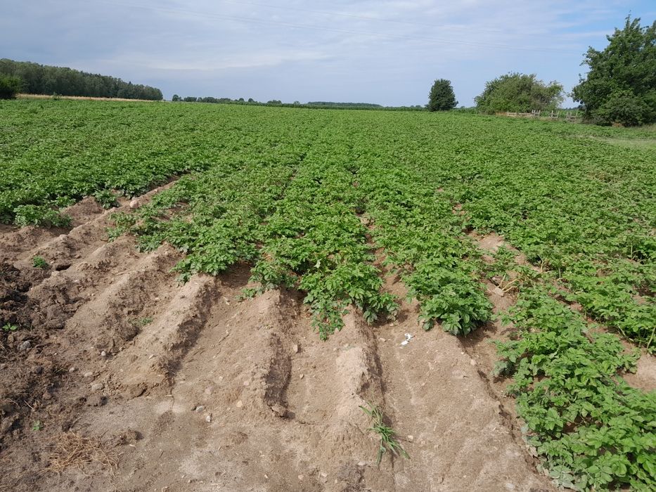 Ziemniaki catania hurt