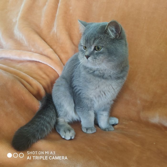 В'язка .  Кіт   чекає на   свою  даму ..