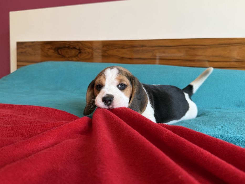 Suczka  Beagle- ZkwP/FCI *Po  Grand Championach* DNA ,Badania