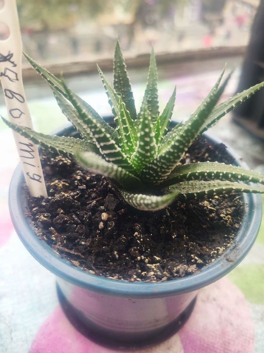 Хавортія молоді рослинки