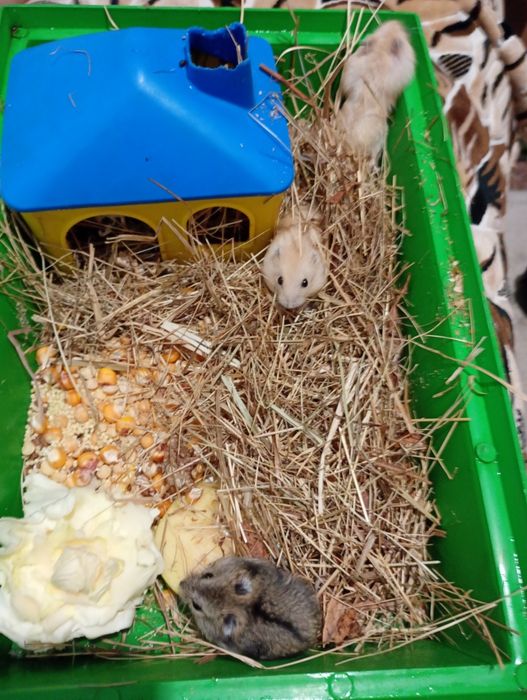 Хом'ячки джунгарики по 100 грн.