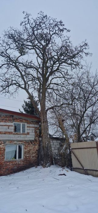 Oddam za wycinke drzewa