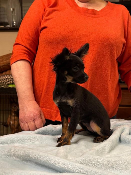 Toy rosyjski długowłosy