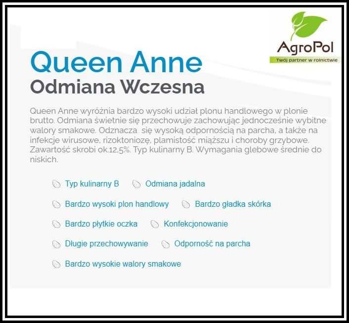 Ziemniak Sadzeniak QUEEN ANNE - Kwalifikowane Sadzeniaki Solana