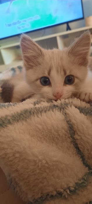 House sitter e Pet Sitter