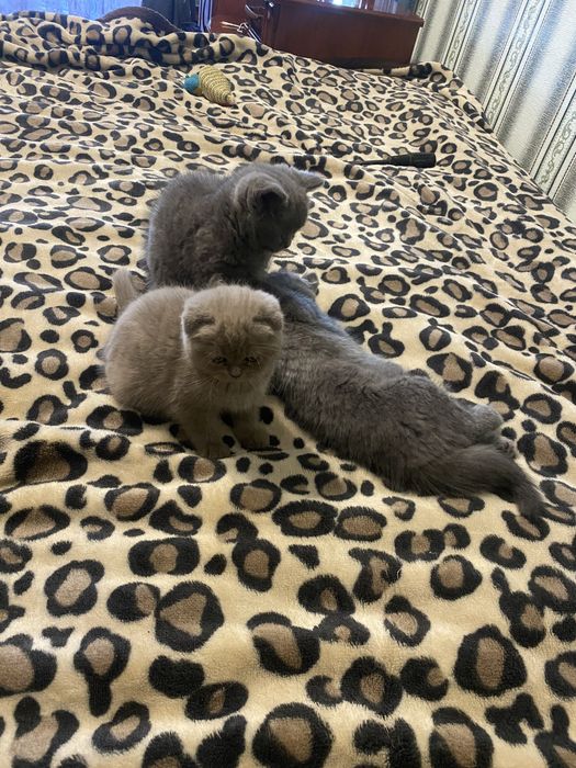 Продам шотландських кошенят