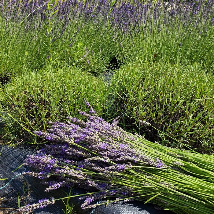 Lawendowa fusetka/ wrzeciono/  pałka lawendowa/ lawenda