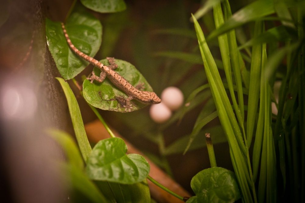 Jaszczurka dla początkujących - gekony płaczące - Śląskie