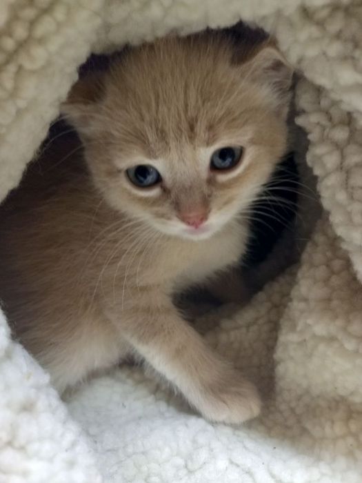 Милые котята в подарок.