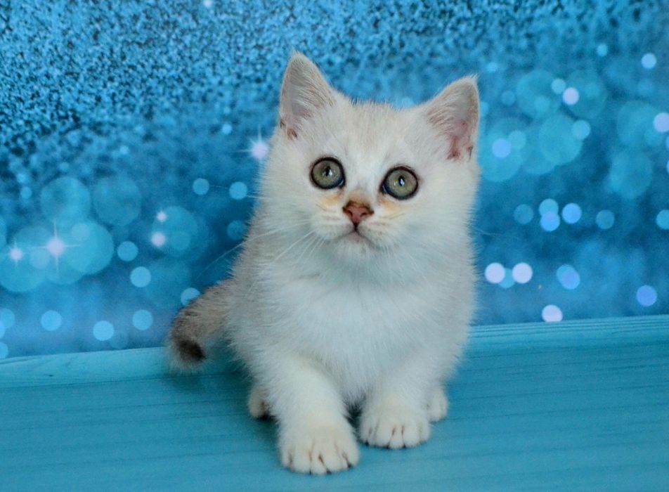 Суперовые серебристые шиншиллочки