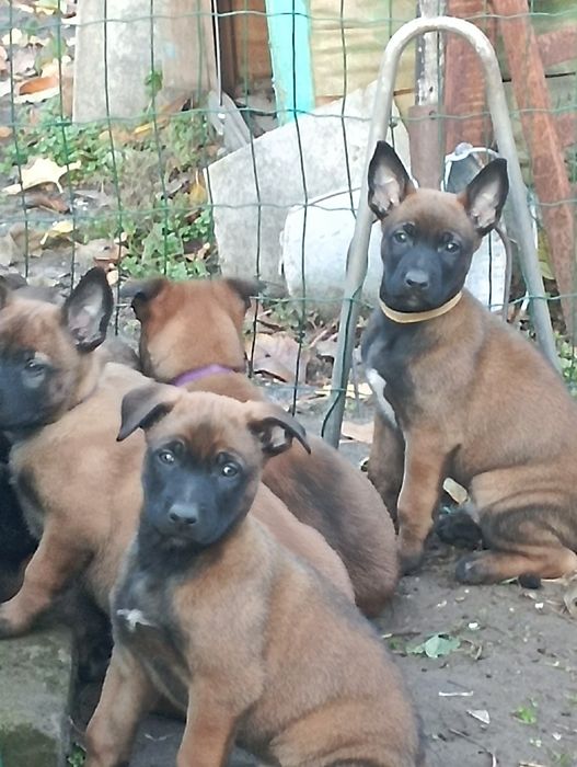 Малинуа Найкращі цуценя бельгійскої вівчарки