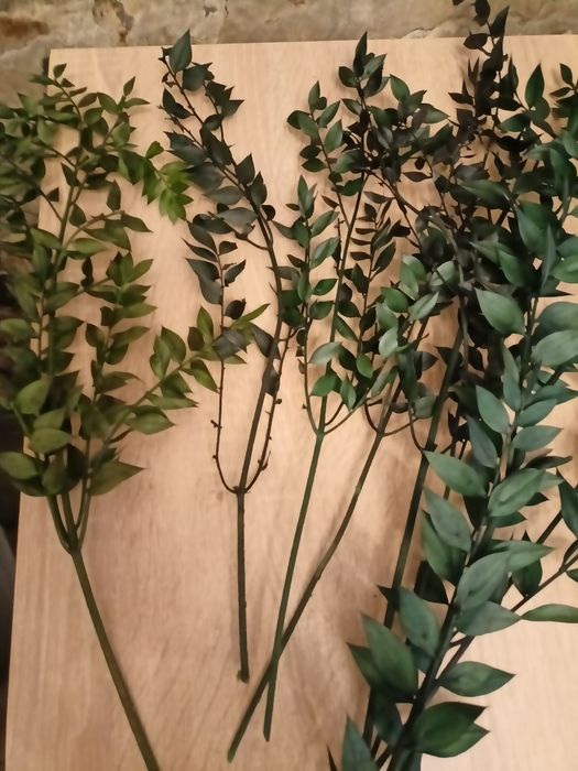 suszone rośliny zielony ruszczyk kolczasty ruskus