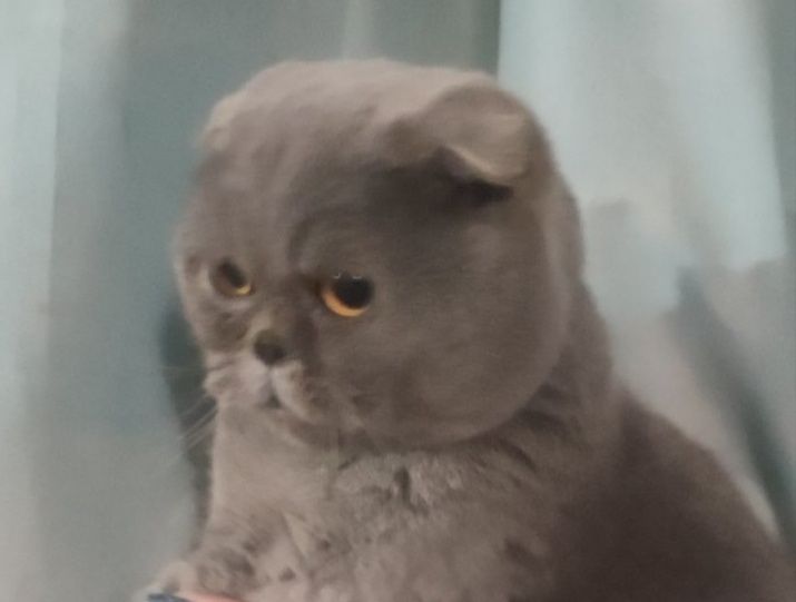 Красунчик Шрек запрошуэ