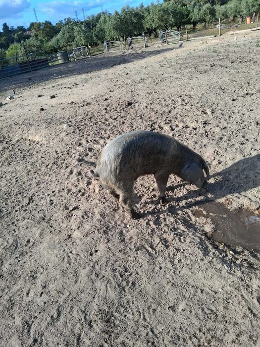 porco inteiro  bisaro puro  com 6 MESES