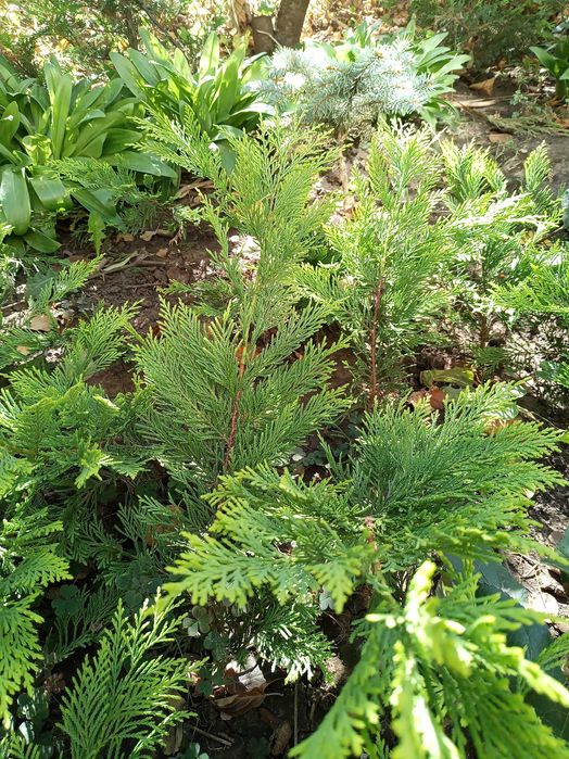 Кипарисовик Купрессоципарис Голд Райдер