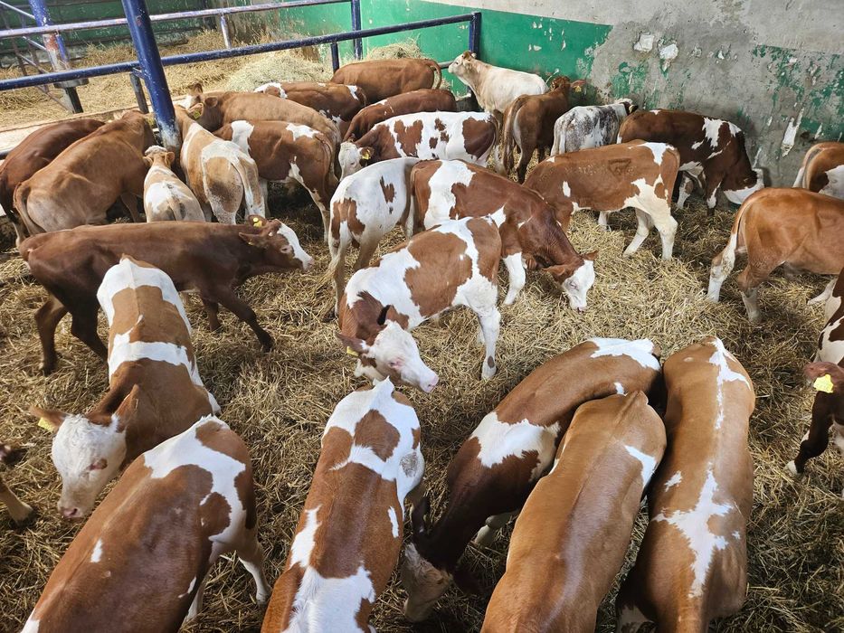byk byczki byki żarłak mięsny Simentaler