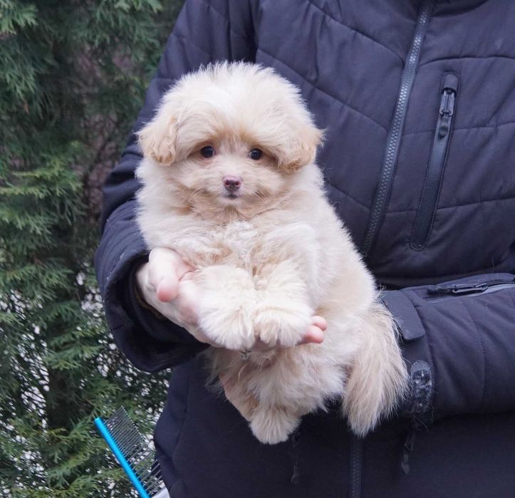 Светло-карамельный непоседа мини. Дизайн мальчик Той пудель+Пом