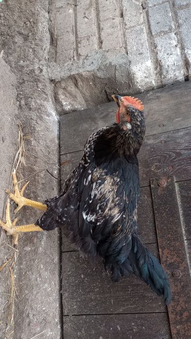 Sprzedam koguty Tęczanki i inne