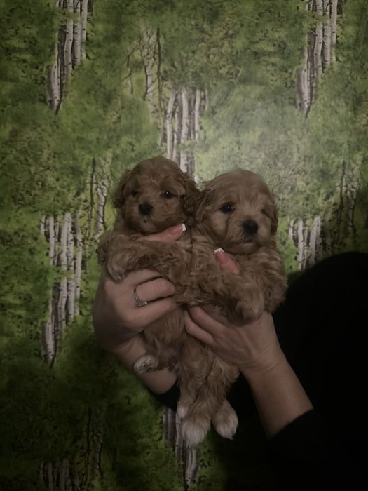 Щенки мини мальтипу