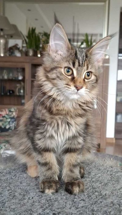 Kotka Maine Coon