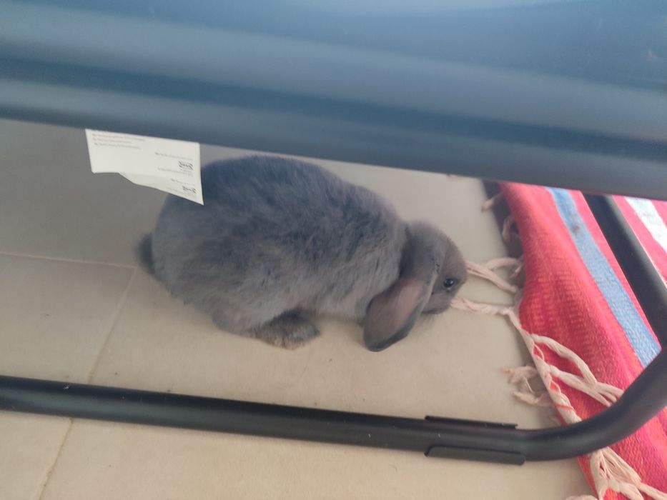 Coelhos mini lop ( coelhos anões  da raça com a orelha caída ) !!! leia a descrição !!!