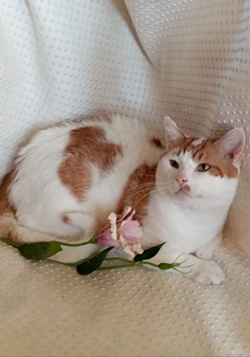 Kocurek Karolek szuka domku