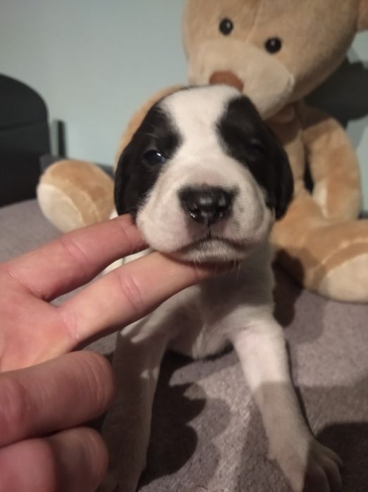 Oddam mix shitzu szczeniaki miniaturki