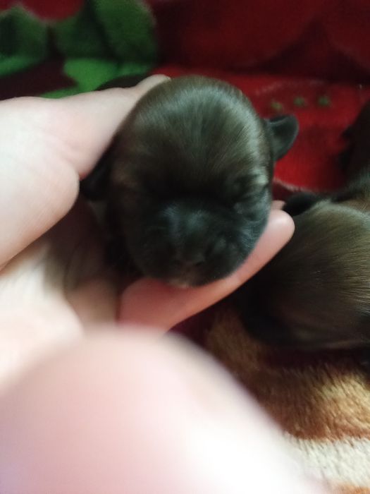 Собачки продаються