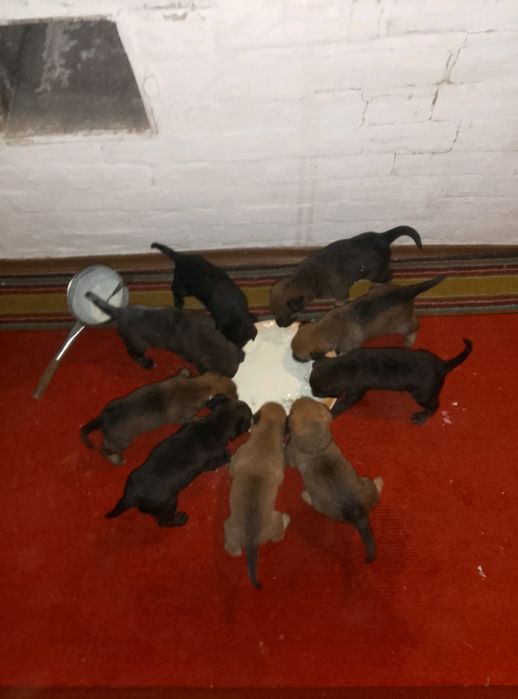 Метис Німецької вівчарки