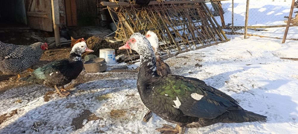 Продам качки шипуни