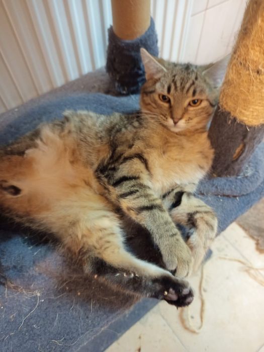 5 miesięczny kocurek szuka domu niewychodzącego