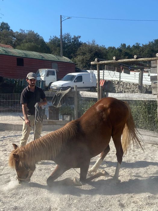 Cavalos inteiro manso