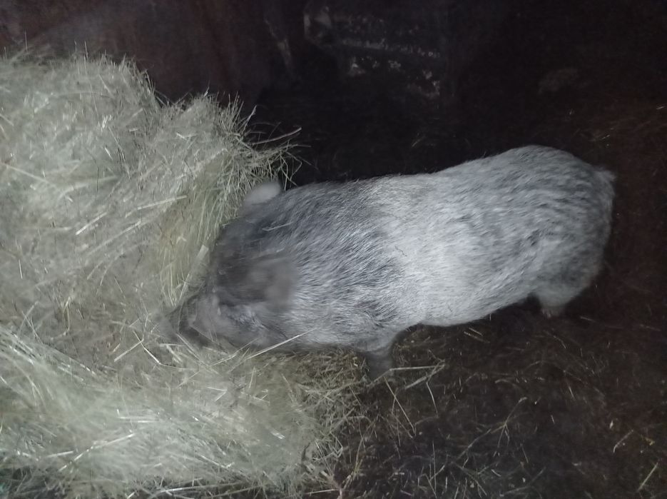 Терміново продам ветнамського  кабана