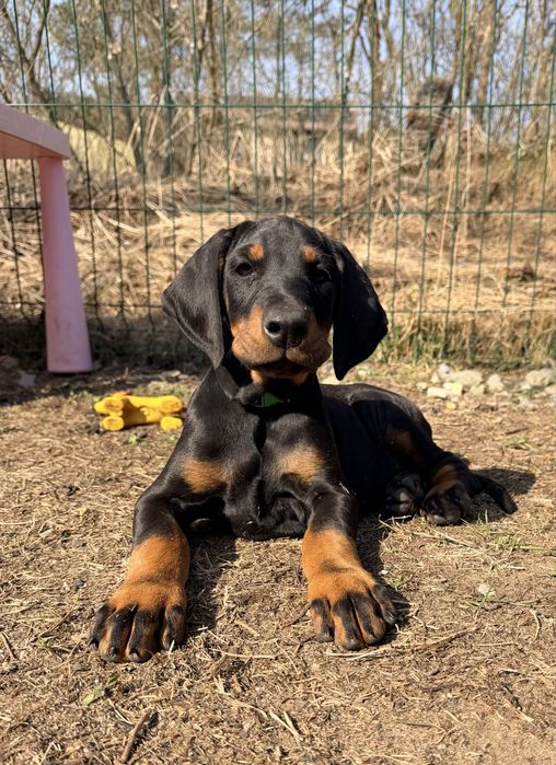 DOBERMAN suczka fci zkwp