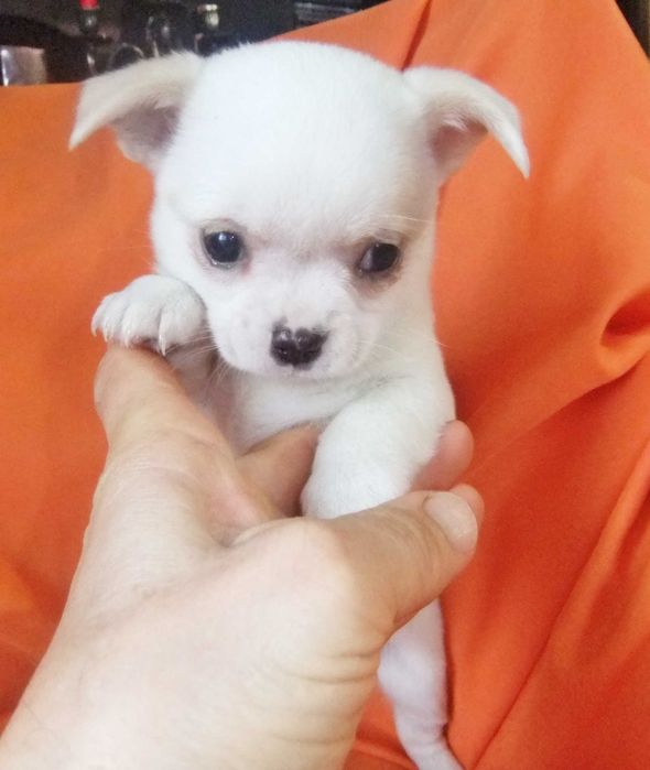 Chihuahua  cachorro com qualidade