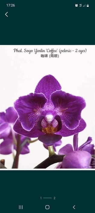 Орхідея/Адаптовані дітки з фласки