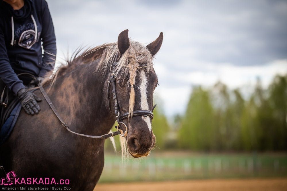 Likwidacja stada koni Gypsy Cob | nie tinker