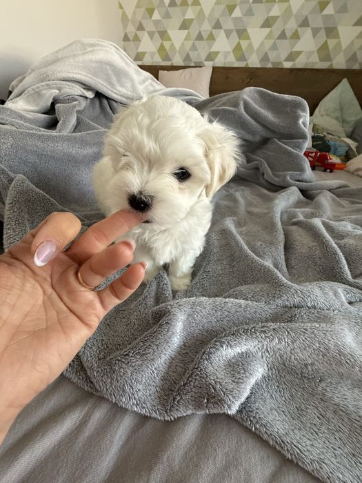 Maltańczyk - BARTUŚ