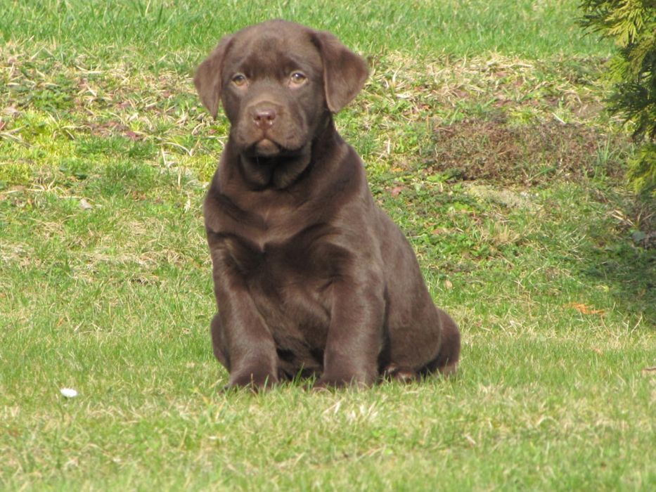 Labrador retriever suczka czekoladowa