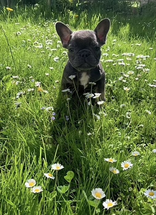 Хлопець француз.