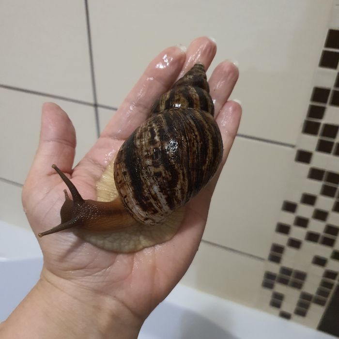 Ахатини, вік 1 рік