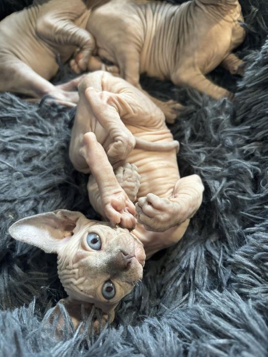 Канадський сфінкс