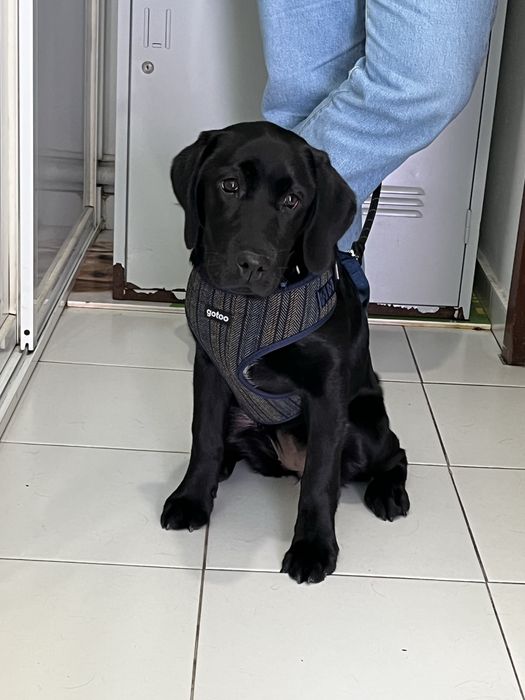 Adoção Labrador Preto