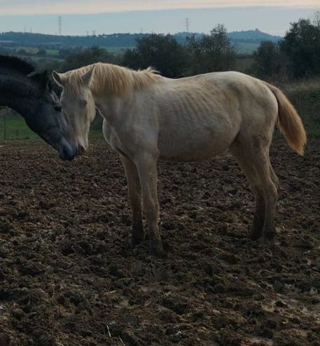 Vendo cavalos Lusitanos, éguas, poldros, poldras (Ler descrição)